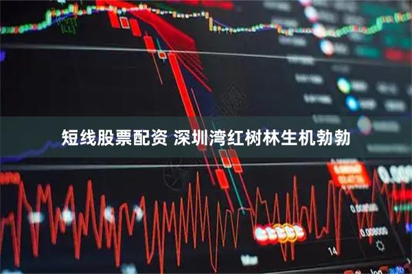 短线股票配资 深圳湾红树林生机勃勃